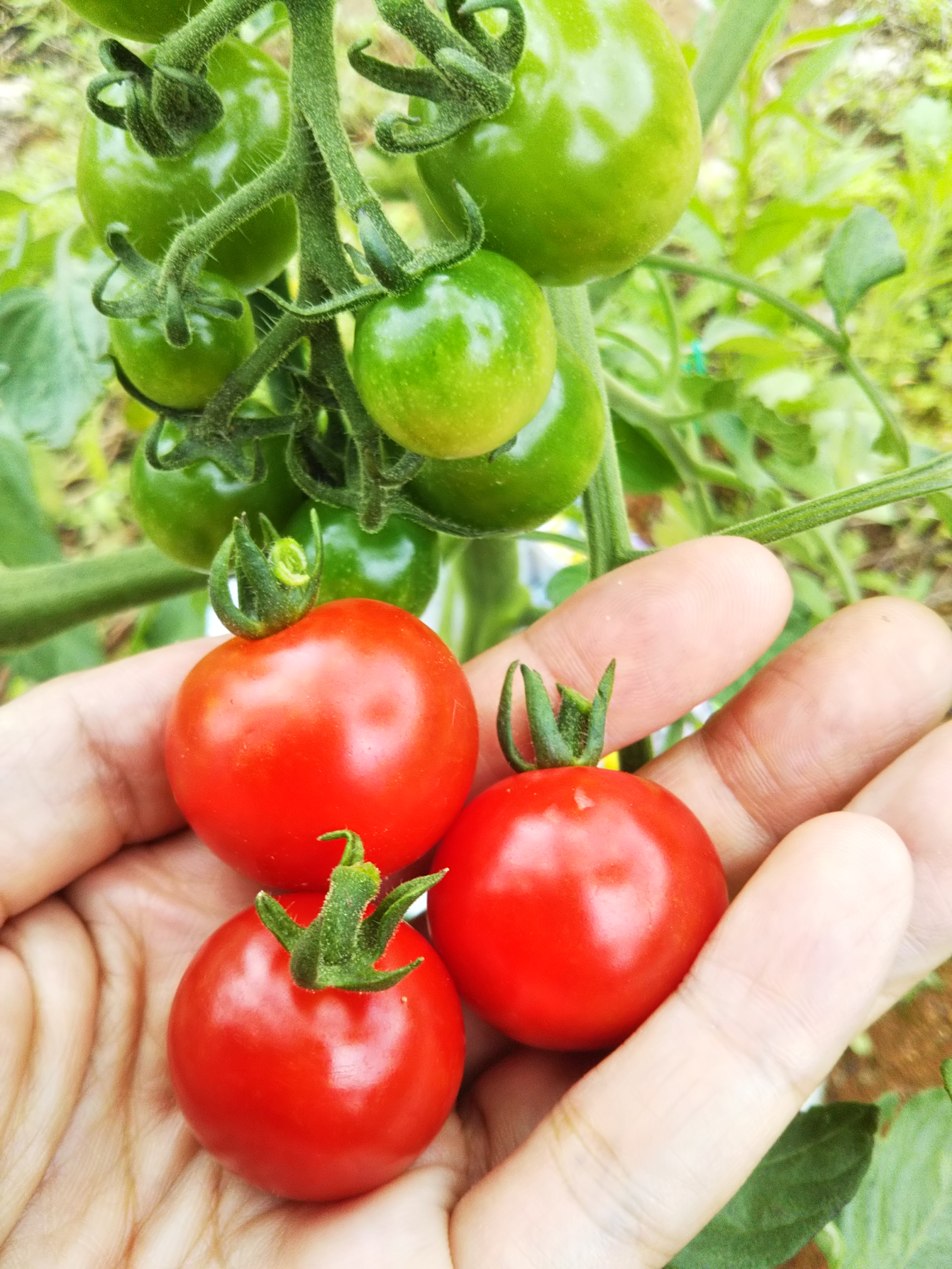 千果 ミニトマト の袋栽培記録 18シーズン Tossau 種子島 Blog