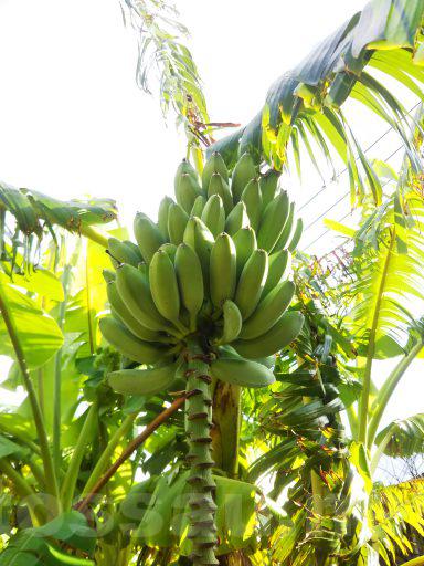 バナナの栽培記録：2016～2018シーズン