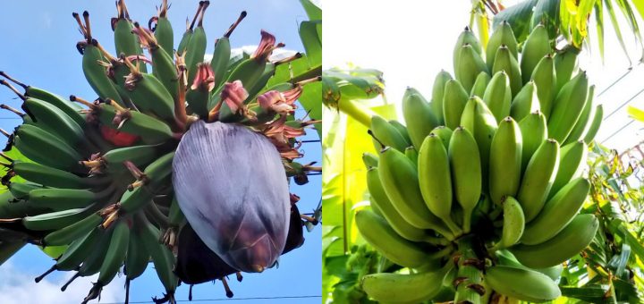 バナナの栽培記録：2016～2018シーズン