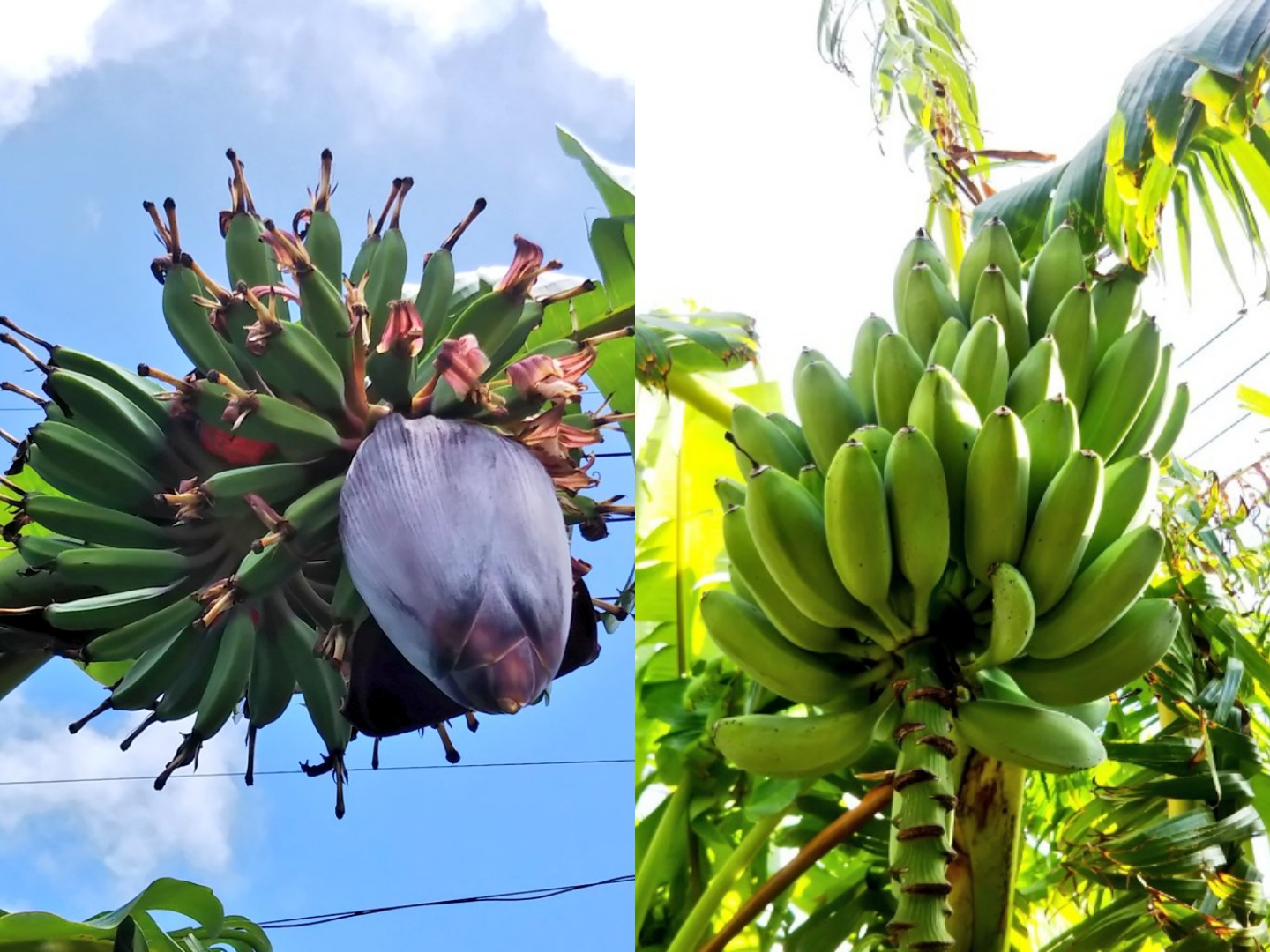 バナナ露地栽培の記録 16 18シーズン 初収穫まで Tossau 種子島 Blog
