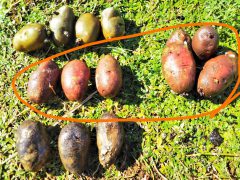 ノーザンルビー ジャガイモ の袋栽培記録 18シーズン Tossau 種子島 Blog