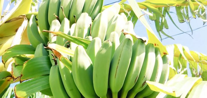 バナナ露地栽培の記録🍌：2019シーズン（収穫２年目）