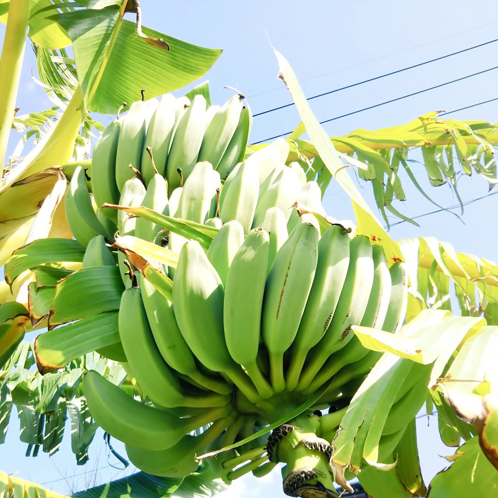 バナナ露地栽培の記録 19シーズン 収穫２年目 Tossau 種子島 Blog
