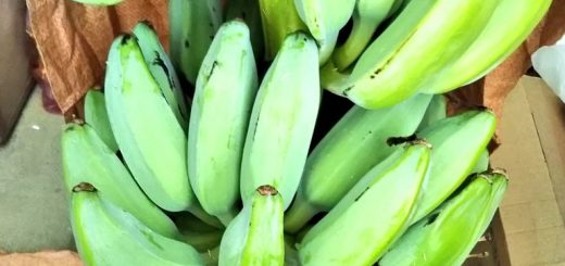 【ザワワ村】開拓物語 第43話「角の洗礼と対策＆バナナ収穫自己ベスト更新」