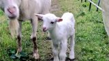 【ザワワ村】ヤギ飼育の記録：2019シーズン