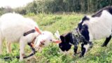 【ザワワ村】ヤギ飼育の記録（#ヤギで除草）🐐：2020シーズン（飼育２年目）