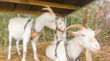 える🐐に人工哺乳する日々＆もす🐐加入